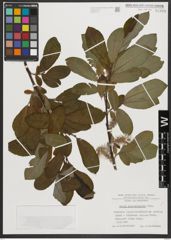 Foto von Salix appendiculata Vill.